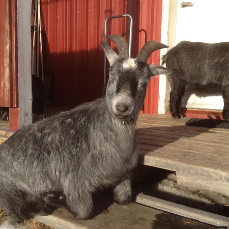 Ofelas Islandshaestar & Guideservice Kiruna Zewnętrze zdjęcie