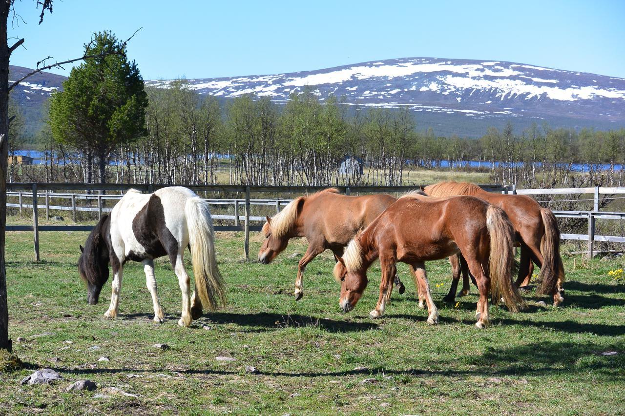 Ofelas Islandshaestar & Guideservice Kiruna Zewnętrze zdjęcie